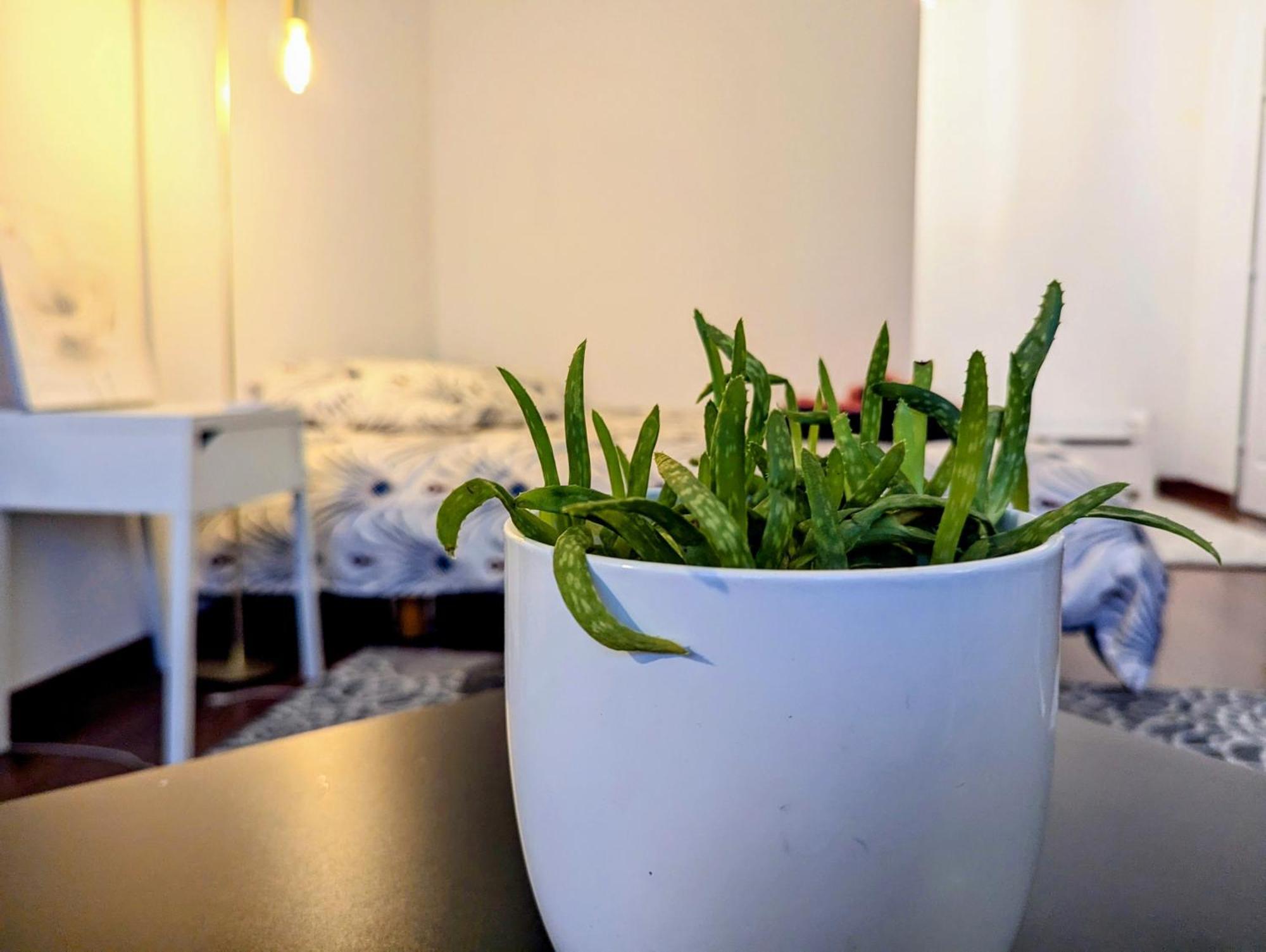 Chez Les P'tits Loups Appartement Straatsburg